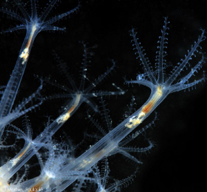 sea-pen polyps by Mathieu Foulquié 